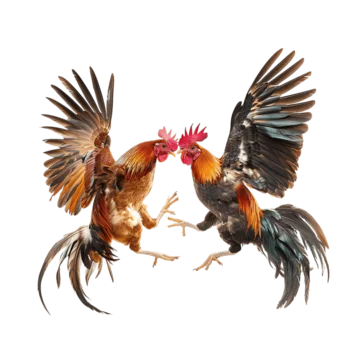 cockfight